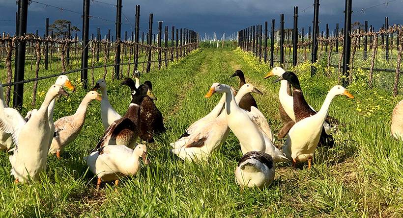 Ducks at Angove Family Winemakers